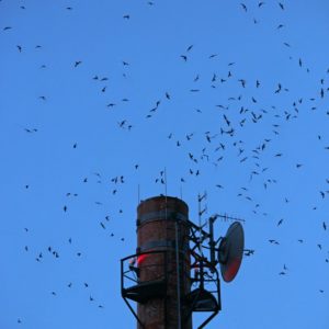 Swifts3